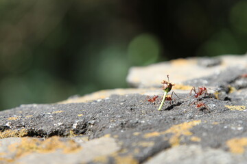Fire ants taking food to their colony.