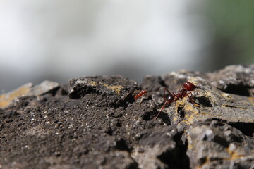 Close-up of fire ants. Fire ant with a big head.
