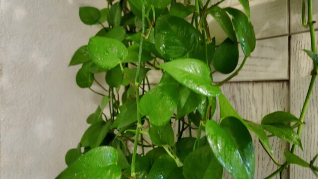 Epipremnum aureum (Scindapsus) &ndash; cascading houseplant with rich green, heart-shaped foliage