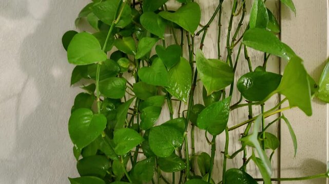 Epipremnum aureum (Scindapsus) &ndash; lush, trailing houseplant with vibrant green, heart-shaped leaves