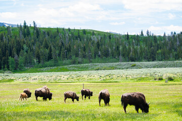 bison in park national park