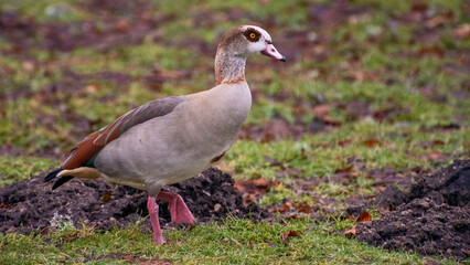 Nilgans