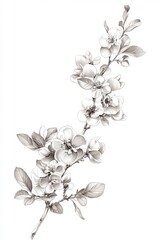A detailed pencil sketch of an apricot tree branch with blossoms and leaves, showcasing intricate shading and delicate floral details on a white background