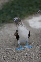 AVISTAMIENTO DE PATO BOBO PATAS AZULES AVES MARINAS 
