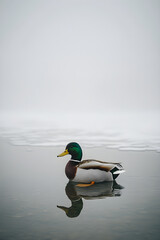 Obraz premium Majestic Mallard: Serenity Amidst Snow-Covered Waters on a Winter Day