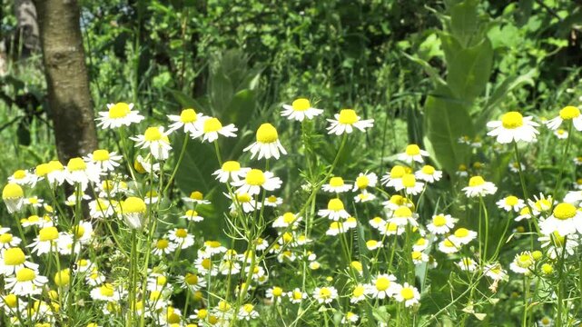 Medicinal chamomile, Matricaria chamomilla L. This is a medicinal plant. Used in alternative medicine.