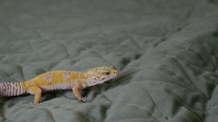 A leopard gecko crawls across a soft quilted surface, its vibrant colors standing out. This image highlights the natural beauty of reptiles in a serene environment.