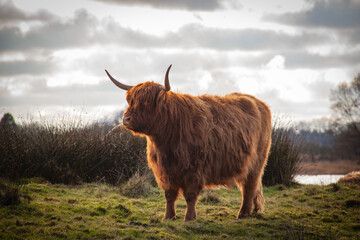 Scottish Highland Cow in Dutch Landscape