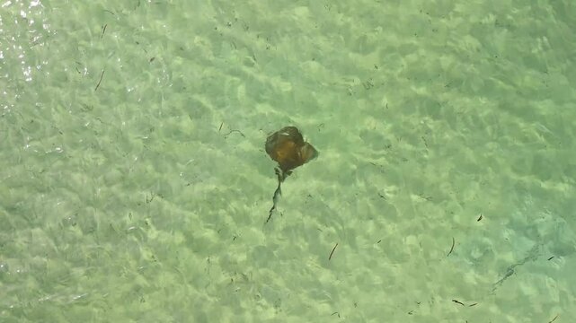 Aerial view of stingrays in clear water of Shark Bay, Western Australia, Australia.