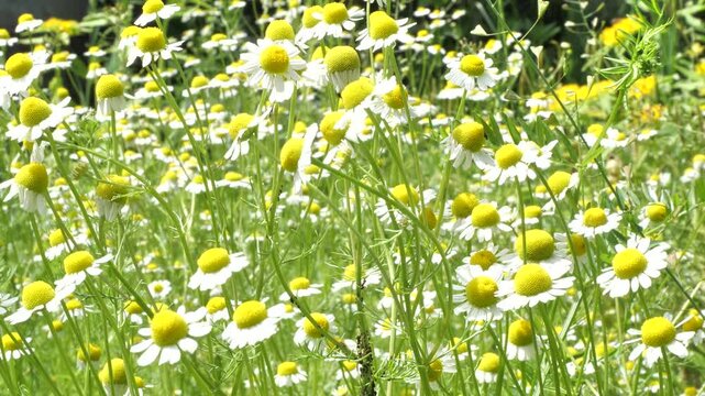 Medicinal chamomile, Matricaria chamomilla L. This is a medicinal plant. Used in alternative medicine.