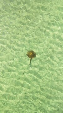 Aerial view of stingrays swimming in crystal clear turquoise waters, Shark Bay, Western Australia.