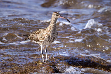 Regenbrachvogel (Numenius phaeopus) steht auf braunen Felsen am Meer, mit den Füßen im Wasser -...