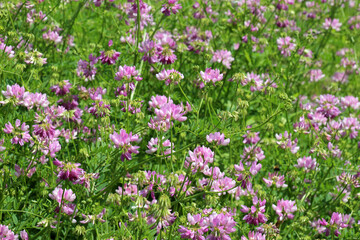 In nature, Securigera varia grows in herbs