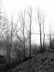 A view of a forest landscape