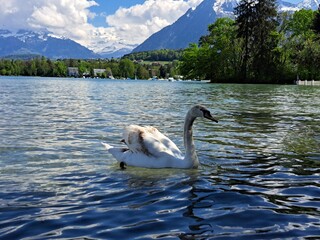 A white swan on the shore of a lake in the mountains. A lake in the Swiss mountains. Swan on the background of the mountains. 