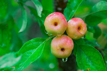 Red apples with droplets of water among green foliage.
