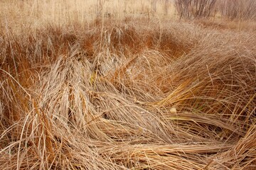 A view of a meadow landscape
