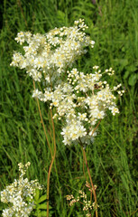 Filipendula blooms in the meadow in the wild