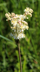 Filipendula blooms in the meadow in the wild