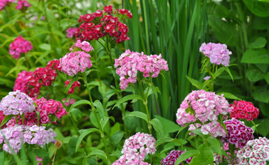 Carnation blooms on the flowerbed
