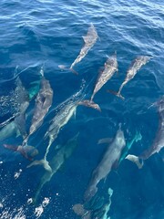 Dolphines swimming in the ocean in Puerto Escondido, Mexico