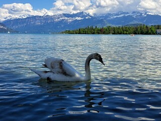 A white swan on the shore of a lake in the mountains. A lake in the Swiss mountains. Swan on the background of the mountains. 