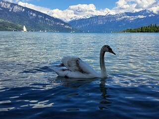 A white swan on the shore of a lake in the mountains. A lake in the Swiss mountains. Swan on the background of the mountains. 