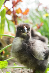 Cute baby chicken on garden soil with bright green plants and colorful leaves.