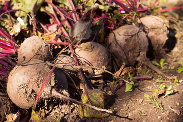 Beetroot on the ground, harvesting vegetables, background