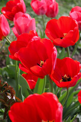 Obraz premium Amazing red pink tulips blooming in garden. Tulip flower plants landscape. Spring blossom background. Spring blossom red and green background.