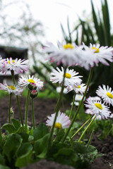 English daisy (Bellis perennis) in springtime