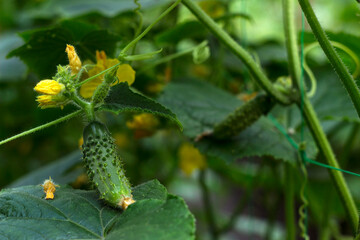Growing cucumbers in the garden. Vegetables