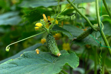 Growing cucumbers in the garden. Vegetables