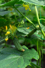 Growing cucumbers in the garden. Vegetables