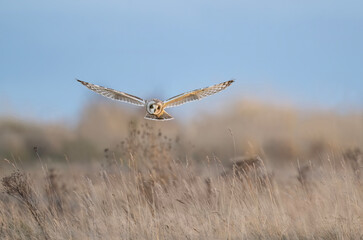Short eared owl flying across grassland straight at the camera close up.