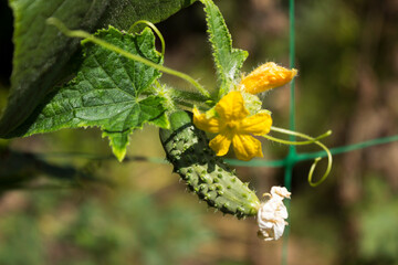 Growing cucumbers in the garden. Vegetables