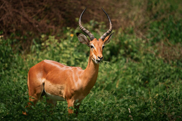 Impala grazes on grass in the lush green savanna of africa, showcasing its elegant horns and reddish brown coat