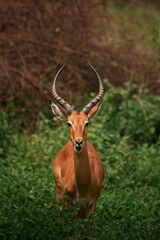 Majestic impala with long, curved horns standing amidst lush green bushes in lake manyara national park, tanzania, during daytime