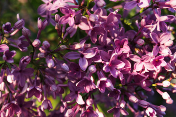 Background Close-up of vibrant purple lilac flowers in full bloom under warm sunlight