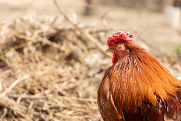  A close-up of a ginger rooster. Illustrate related to farming, survival, countryside living, or the unique nature of animals.