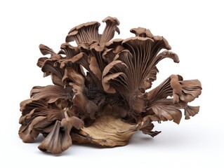Edible Brown Hen of the Woods Mushroom on White Background - A Forage Forest Fungal Ingredient for Food