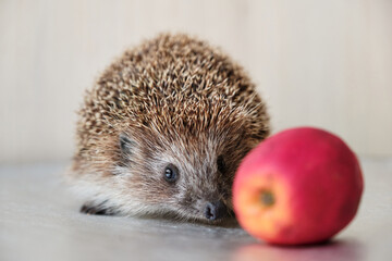 This is a close-up shot of a Daurian hedgehog, featuring its distinctive features and textures.