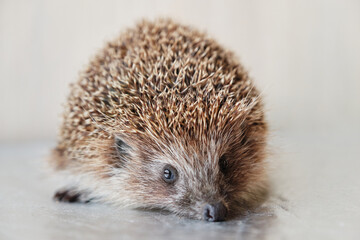 Close up shot of a Daurian hedgehog, featuring its distinctive features and textures.