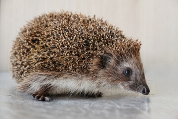 Close up shot of a Daurian hedgehog, featuring its distinctive features and textures.