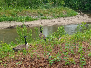 Small creek at rainy day