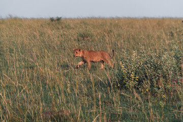 Lion Cub on the Savannah