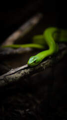 Serpiente en la selva