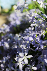 Sweet william (Phlox divaricata) Clouds of Perfume blooms in a garden in May