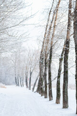 Snow covered trees create a serene and picturesque scene lining a tranquil path on a cold winter day, offering a peaceful escape into nature's beauty