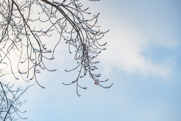 Thin, delicate branches covered in a light dusting of snow reach towards a serene blue sky dotted with fluffy white clouds, creating a tranquil winter scene